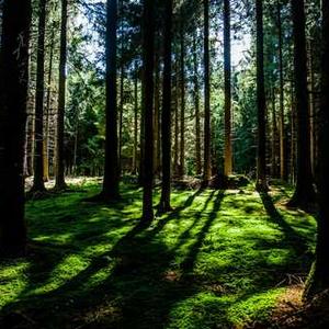 Pepperoni Pizza Rolls