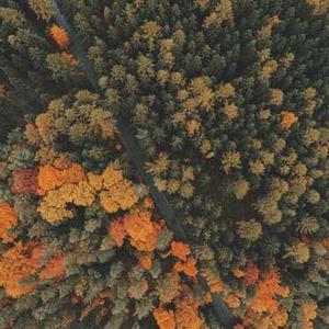 Trail Mix (Deluxe)